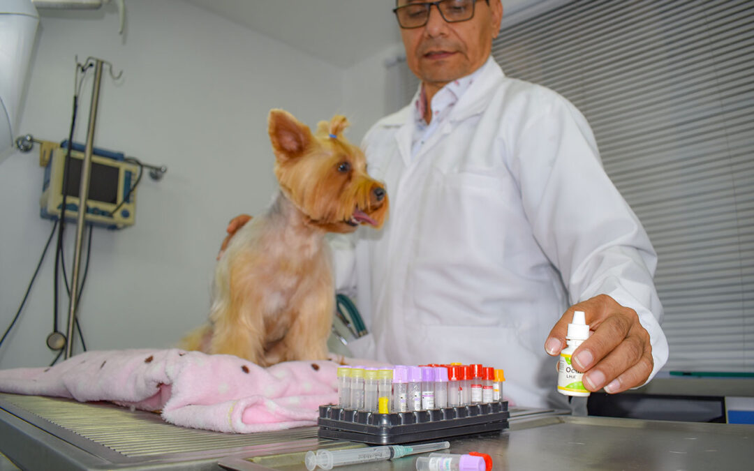 Medicina Antizootoxica en mascotas.