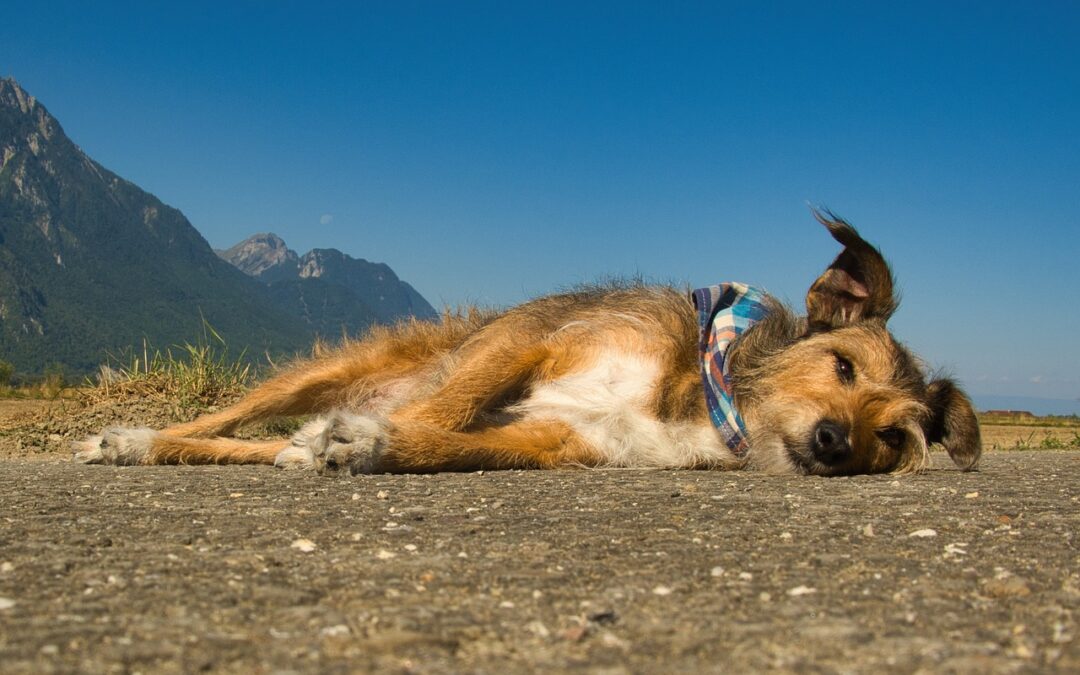 Que hacer cuándo a mi perro le da un golpe de calor