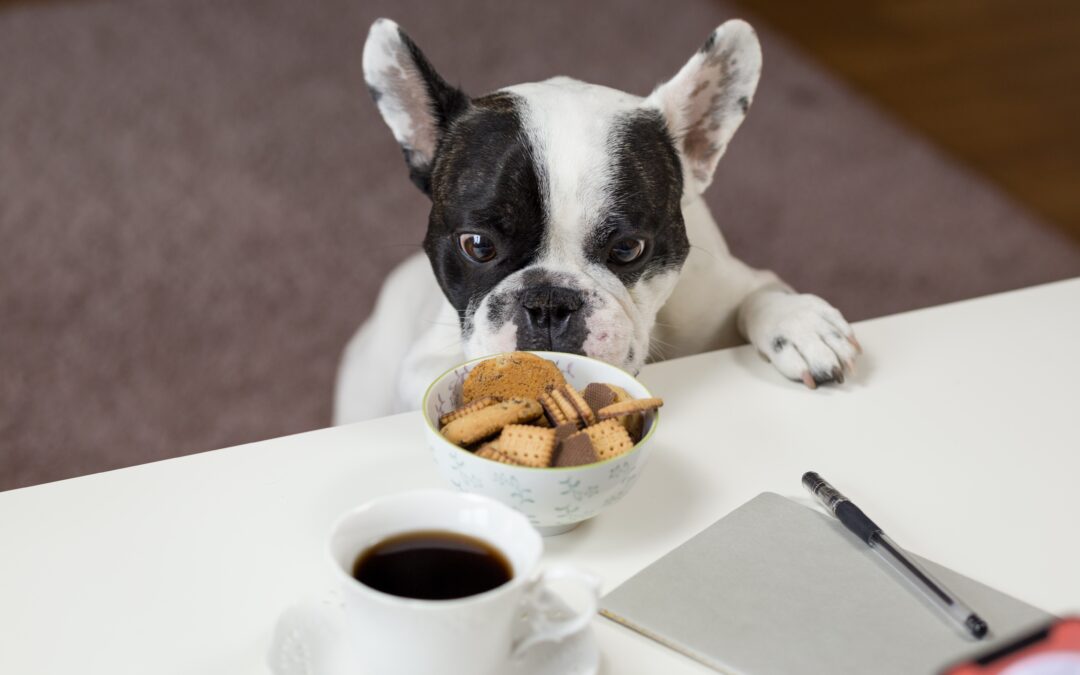 Qué no debes darle de comer a tu perro