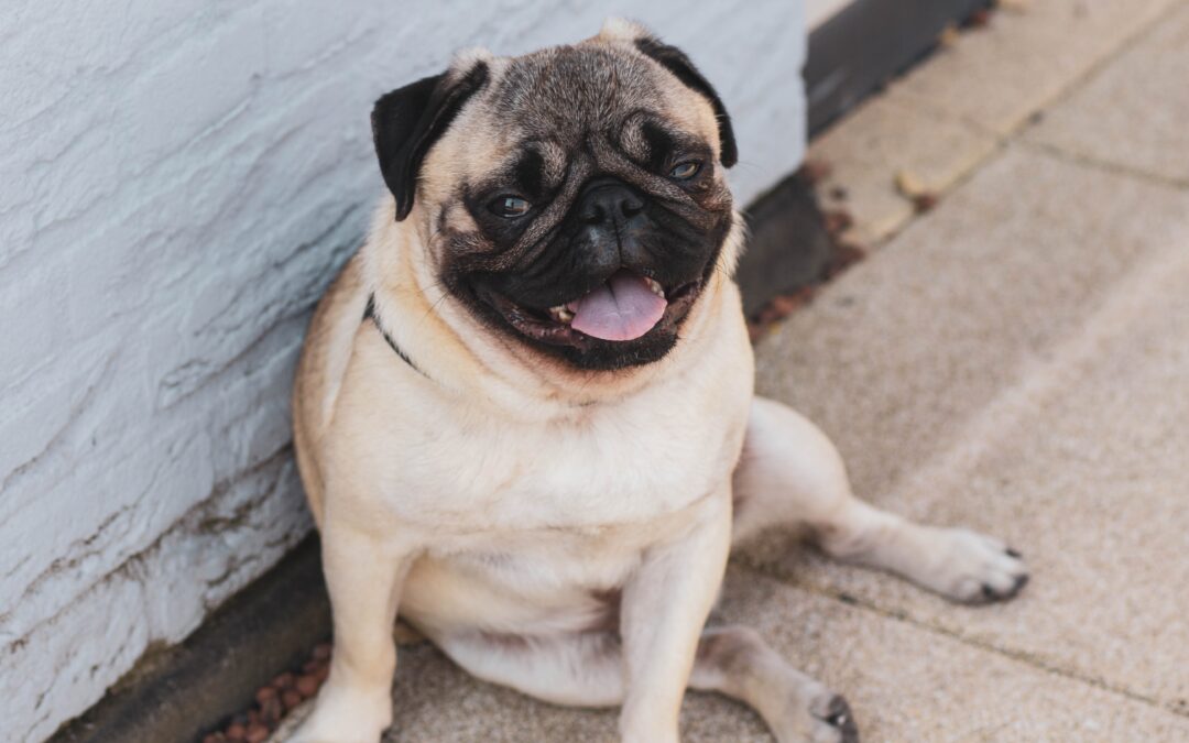Caninos braquiocefálicos síndrome braquiocefálico canino SBC